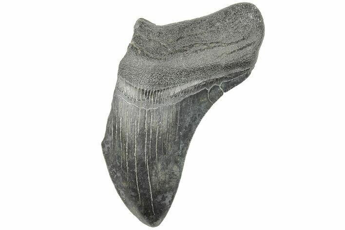 Partial Megalodon Tooth - South Carolina #194043